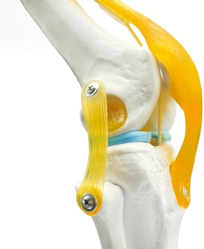 Human Knee Joint Model Anatomy, 1:1 Life-Size Flexible Knee Model with Ligaments for Doctor & Student, Teaching Aid for Patient Education & Anatomical Study