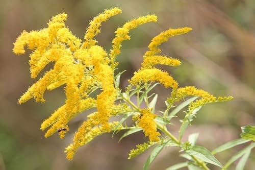 Goldenrod Tea Herb - Natural, Cut & Dried Solidago Virgaurea - Net Weight: 1.05oz/30g