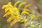 Goldenrod Tea Herb - Natural, Cut & Dried Solidago Virgaurea - Net Weight: 1.05oz/30g