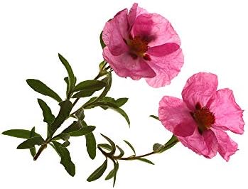 Organic Cistus Incanus - Rock Rose - Czystek 500g 1.1lb - Turkey - supports the body’s immune system