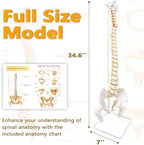 Spine Model 34.6" Life Size Spinal Cord Model, Flexible Human Spine Model, Anatomical Model with Vertebrae, Nerves, Arteries, Lumbar Column, and Male Pelvis for Science Education & Patient Education