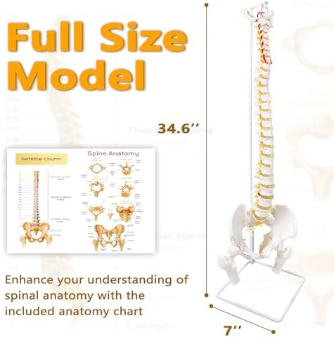 Spine Model 34.6" Life Size Spinal Cord Model, Flexible Human Spine Model, Anatomical Model with Vertebrae, Nerves, Arteries, Lumbar Column, and Male Pelvis for Science Education & Patient Education