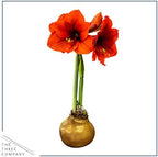 Waxed Amaryllis Bulb – Gold Wax with Red Blooms – Live Holiday Gift Plant, Easy Care, No Watering Needed