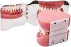 Dental Orthodontic Photography Mirror Oral Mirrors Teeth Stainless Steel Reflector(B)