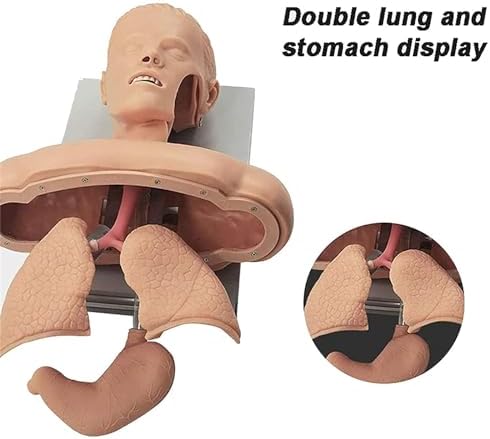 Airway Management Trainer Intubation Manikin Training Simulator Training Manikin Intubation Head Teaching Study Model Manikin