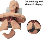 Airway Management Trainer Intubation Manikin Training Simulator Training Manikin Intubation Head Teaching Study Model Manikin