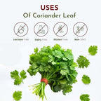 Organic Way Coriander Leaves (Cilantro Leaves) cut and sifted | Non GMO - Packed In Resealable Bag | Sustainable - All Natural - Not Irradiated | Origin India (8 oz - 1/2 lbs)