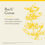 Bach Original Flower Remedies, Gorse (Non-Alcohol Formula) - Have Hope - Natural Homeopathic Flower Essence for Emotional Balance - Vegan, Gluten Free, Sugar Free - 10mL Dropper