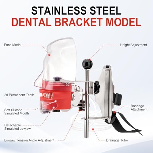 4E 4E'S USA Dental Manikin Simulator Phantom Head (28 Teeth)：Dental Mannequin Head with Detachable Teeth, 180-Degree Rotatable, Height Adjustable, Bandage Installation
