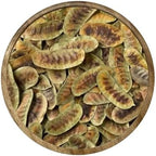 MOTHERLAND GOODS Senna Pods, Senna Organic herbal tea, Derived from Senna Plant, Herbal leaves, Pair with Ginger and Peppermint for Improved Effectiveness (1.5 Oz)