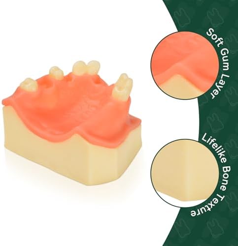 Ultrassist Dental Implant Training Practice Maxillary Model with Sinus, Basic Implant Training Model with Practice Soft Gums, Great Dental Training Tooth for Dental Implant Practice