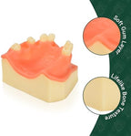Ultrassist Dental Implant Training Practice Maxillary Model with Sinus, Basic Implant Training Model with Practice Soft Gums, Great Dental Training Tooth for Dental Implant Practice