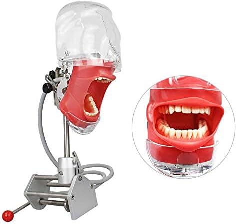 Dental Simulator Manikin Phantom Head Plastic Educational Dental Teeth Model with Bench Mount for Education Fix on (Table Type)