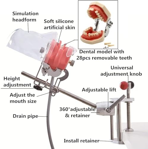 Dental Simulator Manikin Phantom Head, Dental Phantom Head, Teeth Model with Bench Mount and 32 Removable Teeth, 360-degree Adjustment for Teaching Practice Training Demonstration