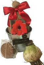 Rustic Tin Red Lion Amaryllis Holiday Gift Growing Kit, Deluxe Edition. Includes a Rustic Silver Pot, 1 Large Bulb, a Burlap Gift Bag and Professional Growing Medium