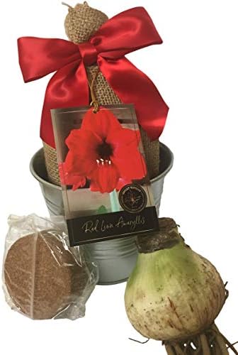 Rustic Tin Red Lion Amaryllis Holiday Gift Growing Kit, Deluxe Edition. Includes a Rustic Silver Pot, 1 Large Bulb, a Burlap Gift Bag and Professional Growing Medium