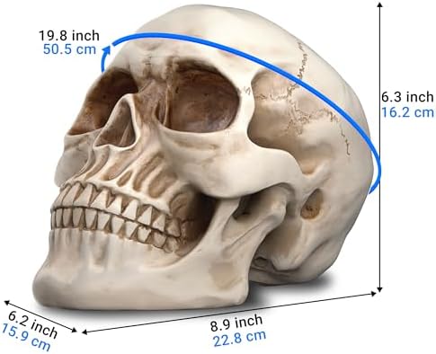 READAEER Life Size Resin Skull, Large Size Adult Skull Head Model for Home Decoration, Halloween Skull Statue, Human Skull Head Model (White)