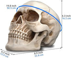 READAEER Life Size Resin Skull, Large Size Adult Skull Head Model for Home Decoration, Halloween Skull Statue, Human Skull Head Model (White)