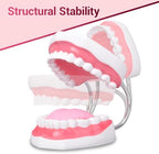 Ultrassist Ultrassist Mouth Model Metal Hinge for Speech Therapy, Ideal Brushing Teaching Dental Teeth Model for Kids and Children, 6 Times Enlarge, Includes Toothbrush