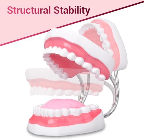 Ultrassist Ultrassist Mouth Model Metal Hinge for Speech Therapy, Ideal Brushing Teaching Dental Teeth Model for Kids and Children, 6 Times Enlarge, Includes Toothbrush