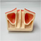 VERIMP Implant Model Maxillary Sinus Lifting Exercise Soft Gums Maxillary Sinus Lift Practice Model - Dental Implant Practice Model - Oral Simulation Implant Soft Gum Dental Material