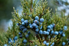 Juniper Berries - 16Oz (Real Wild Harvest) | 100% USDA Certified Organic | Bulk Juniper Berry (juniperus communis fructus) | Herbal Infusion| Cooking Meat | Seasoning Beef, Pork, Turkey Brine, Soups, Syrups and Tea | Wildcrafted in Albania