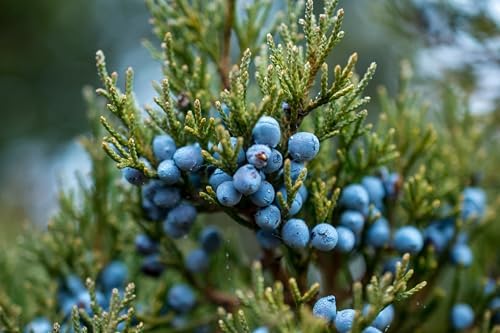 Juniper Berries - 16Oz (Real Wild Harvest) | 100% USDA Certified Organic | Bulk Juniper Berry (juniperus communis fructus) | Herbal Infusion| Cooking Meat | Seasoning Beef, Pork, Turkey Brine, Soups, Syrups and Tea | Wildcrafted in Albania