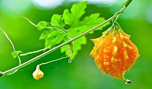 Indian Baby Melon SEEDS- Bitter Melon-bitter Gourd,Use As Vegetable & Herb(10 Seeds)