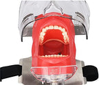 Dental Simulator Manikin Phantom Teeth Model with Bench Mount on Dental Chair for Education