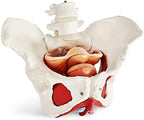 Female Pelvis Model with Pelvic Floor Muscles Perineal Model Female Anatomy Model 1:1 Life Size Human Skeleton Medical Science Educational Equipment Anatomy Medicine