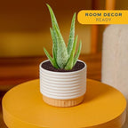 Costa Farms Aloe Vera Live Plant in Decorative Pot, Easy to Maintain, Air Purifying Succulent Indoor Houseplant, Home, Room, or Office Decor, House Warming or Birthday Gift, 12-18 Inches Tall