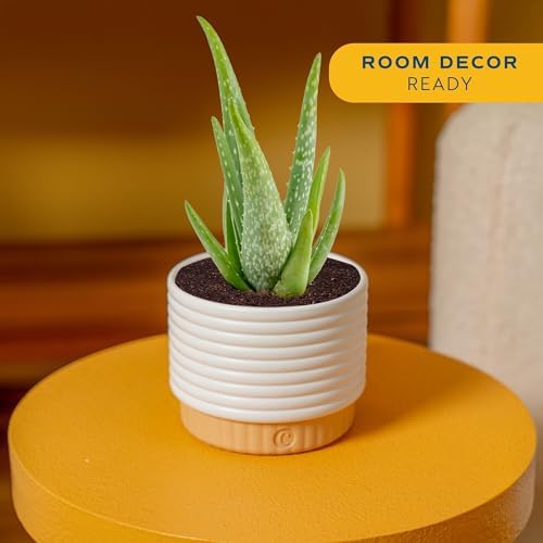 Costa Farms Aloe Vera Live Plant in Decorative Pot, Easy to Maintain, Air Purifying Succulent Indoor Houseplant, Home, Room, or Office Decor, House Warming or Birthday Gift, 12-18 Inches Tall