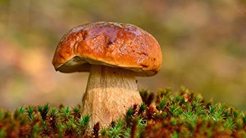 Italian Arborio Risotto Rice with Dried Porcini Mushrooms Boletus Edulis and Spices, Risotto with Mushrooms, Rich in Antioxidants, Fibres (1 x 250g)