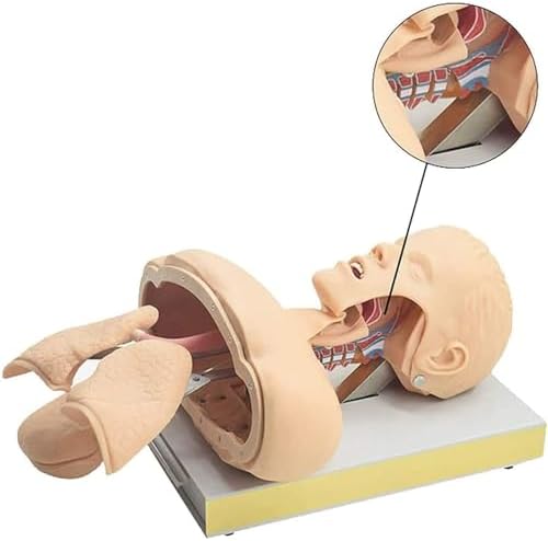 Advanced Oral Nasal Intubation Manikin, Intubation Manikin Airway Clearing Device Management Trainer with Tooth Alarm Device Simulator Airway Management Trainer Intubation Head Teaching (A)
