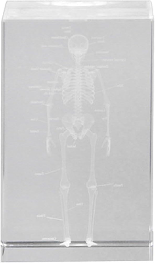3D Crystal Human Skeleton Anatomical Model - Cubic Etched Anatomical Tooth Model for Home and Office Decoration Dentists Gifts