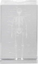 3D Crystal Human Skeleton Anatomical Model - Cubic Etched Anatomical Tooth Model for Home and Office Decoration Dentists Gifts