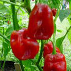 Generic Habanero Hot Peppers (Red Savina) Seeds (45 Seeds)
