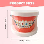 Dental Orthodontic Teeth Model with Colorful Braces, Professional Denture Mouth Model Demonstration Study Tool for Dentistry Students and Orthodontists, Tooth Teaching Equipment with Bracket Supplies