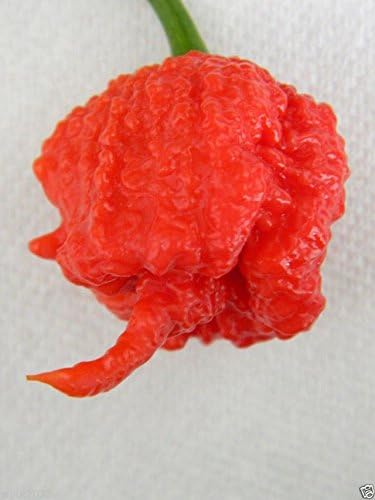 Carolina Reaper - (10 Seeds) the World's Hottest Chilli