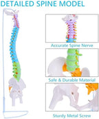 Life Size Spine Model - 34.6'' Flexible Human Spinal Anatomical Model with Nerves, Arteries, Lumbar Column and Male Pelvis, Colorful Anatomy Spine Model