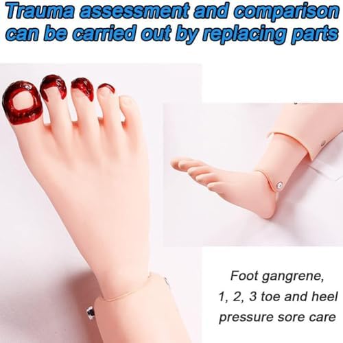 Life Size Patient Care Manikin 170cm/5.57ft Life Size Multi-Functional Patient Care Simulator Male and Female Nursing Manikin Human Anatomical Model