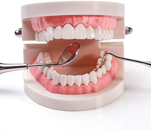 2 Pack Standard Teeth Model Adult Standard Typodont Demonstration Denture Model for Kids Dental Teaching, Clean Display, Education, Study (No Wisdom Teeth)(with 2 Fixed Wrench)
