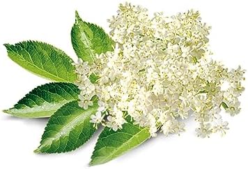 Elderflower Flavor Extract for Baking - Aromatic Floral Flavoring - Non-GMO - Gluten Free - Kosher - Vegan - 4 ounces