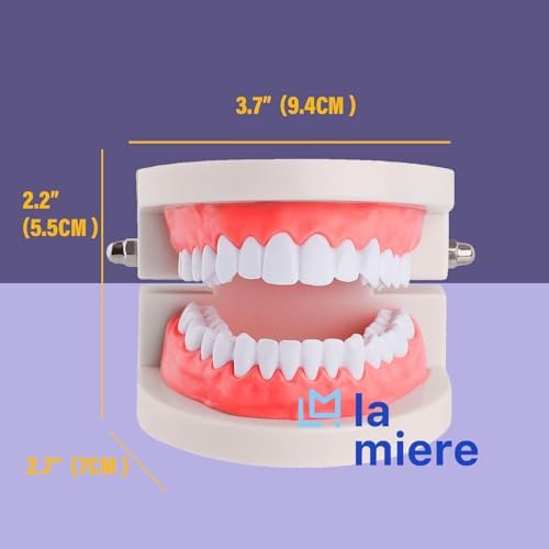 LA MIERE 1 Pack Standard Teeth Model Adult Standard Typodont Demonstration Denture Model for Kids Dental Teaching, Clean Display, Education, Study (No Wisdom Teeth) Gift Set