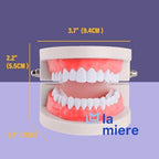 LA MIERE 1 Pack Standard Teeth Model Adult Standard Typodont Demonstration Denture Model for Kids Dental Teaching, Clean Display, Education, Study (No Wisdom Teeth) Gift Set