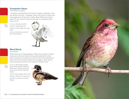 My Awesome Field Guide to North American Birds: Find and Identify Your Feathered Friends (My Awesome Field Guide for Kids)