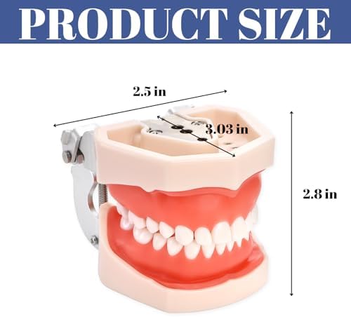 ZENFUN Standard Dental Typodont Model, Demonstration Teeth Model, Dental Model with 28Pcs Screw-in Removable Teeth Silica Gel Material Soft for Study, Teaching, Practice