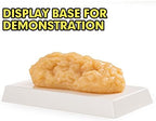 Ultrassist 1 lb Human Body Fat Model, Fat Replica, Anatomical Model for Students, Authentic Demonstration for Fitness Room