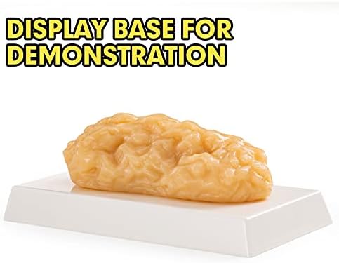 Ultrassist 1 lb Human Body Fat Model, Fat Replica, Anatomical Model for Students, Authentic Demonstration for Fitness Room