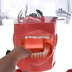 Dental Simulator Manikin Phantom Head, Dental Phantom Head, Teeth Model with Bench Mount and 32 Removable Teeth, 360-degree Adjustment for Teaching Practice Training Demonstration